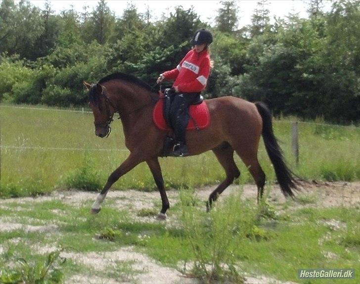 Anden særlig race Domino  - søster rider min hest<33 billede 18