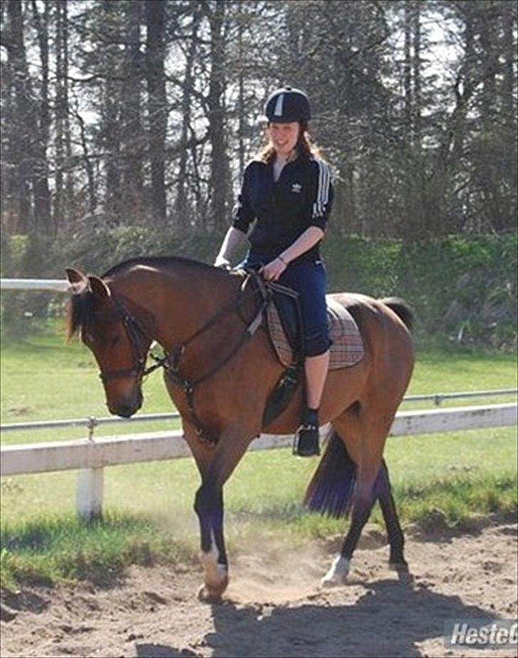 Anden særlig race Domino  billede 19