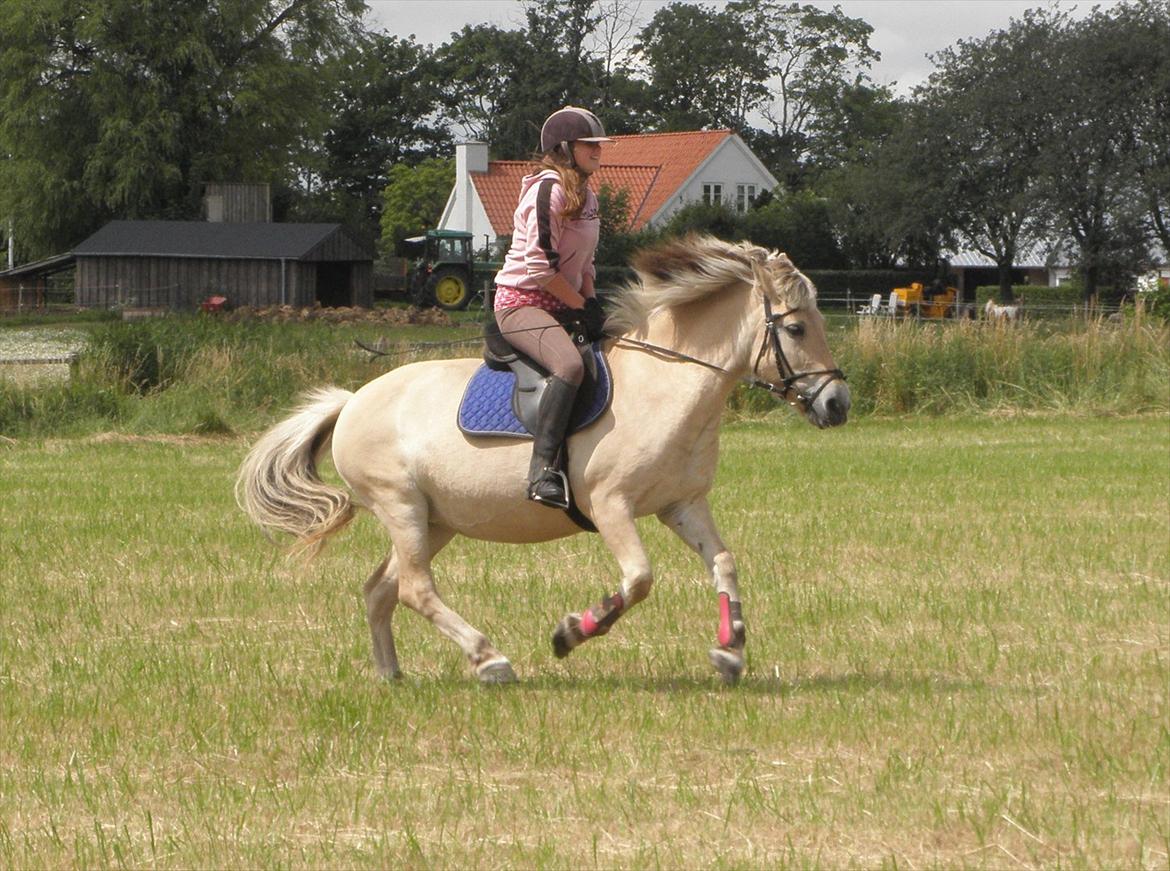 Fjordhest Lulu billede 19