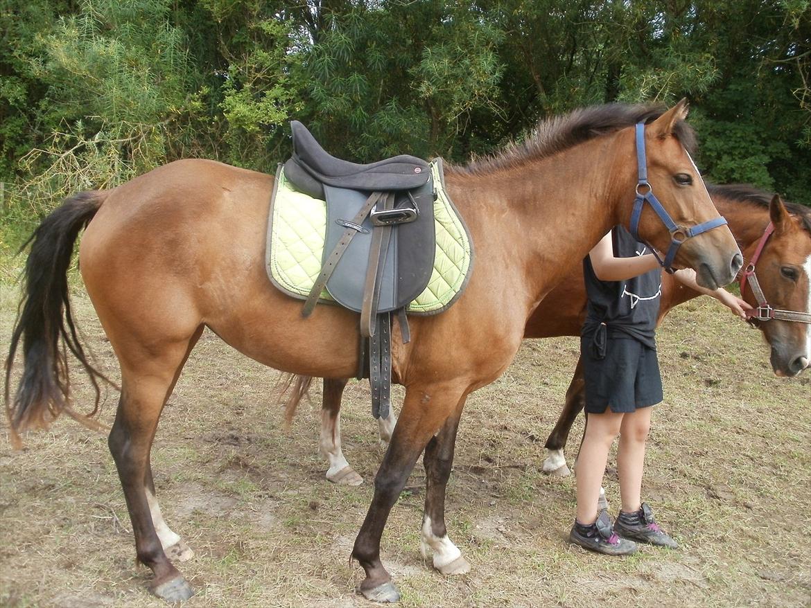 New Forest Odbjergs Elstar [SOLGT] - Er ved at tilride hende. billede 2