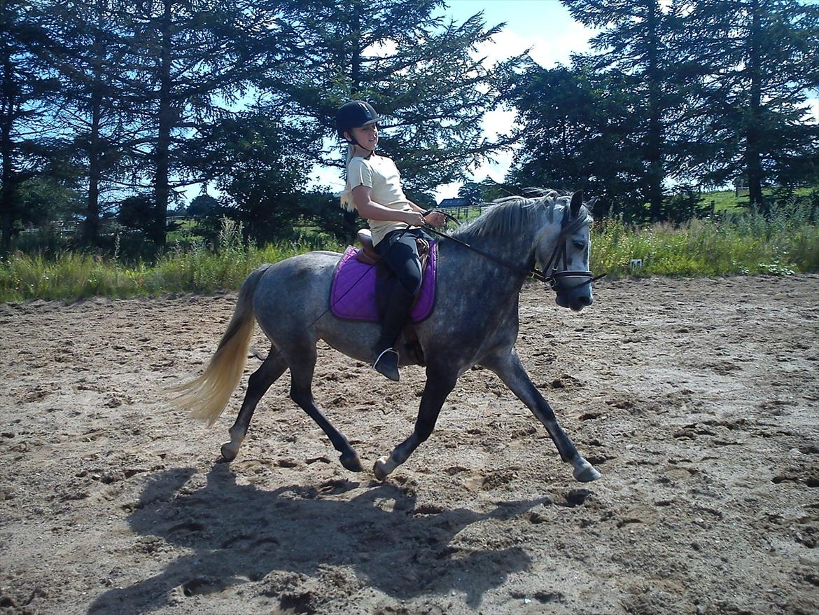 Welsh Pony (sec B) Spinelly (Solgt) - øgning på dejlige nelly grisen !!! <3 billede 5