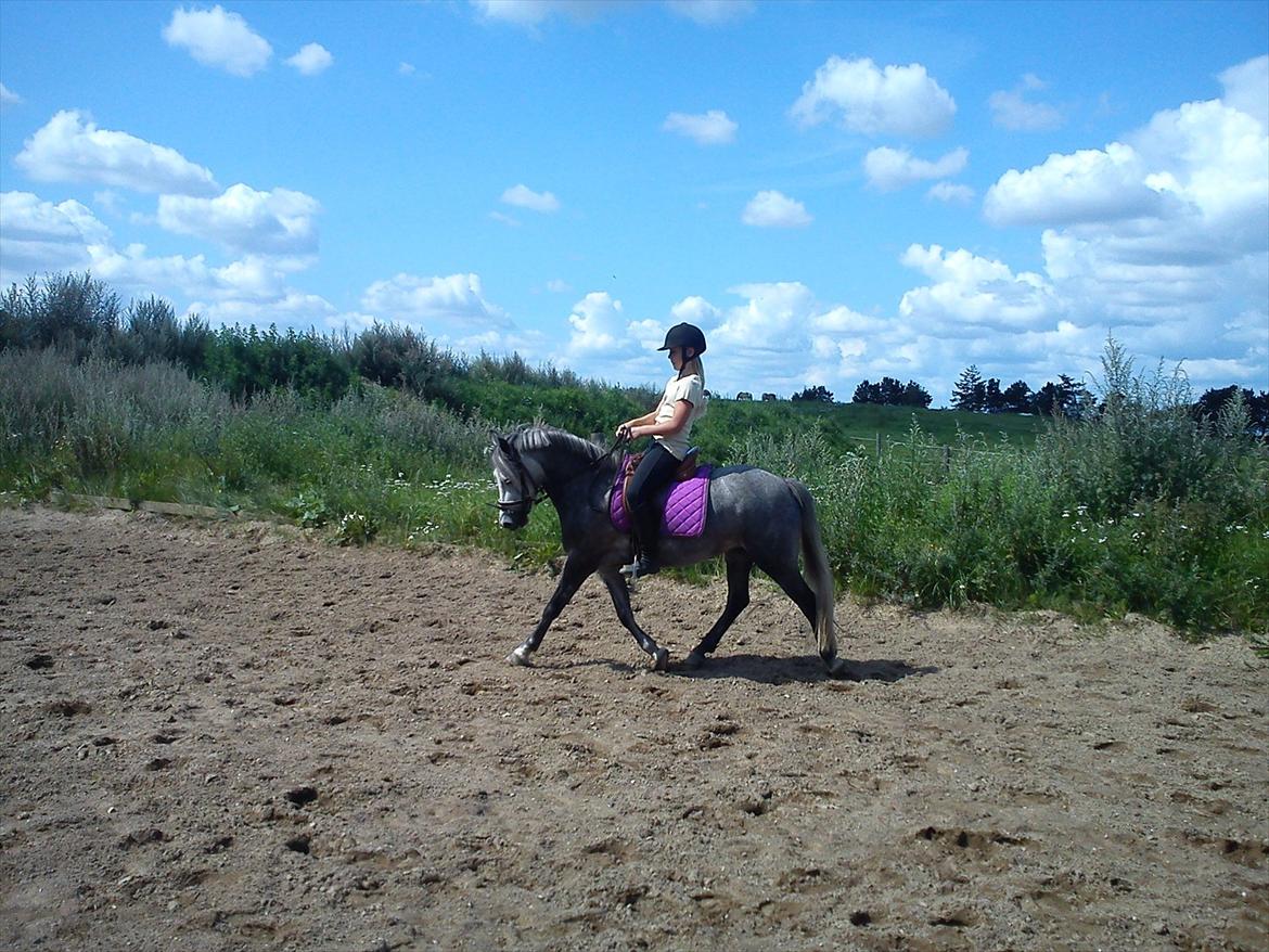 Welsh Pony (sec B) Spinelly (Solgt) - dressur træning på søde Spinelly <3 billede 13