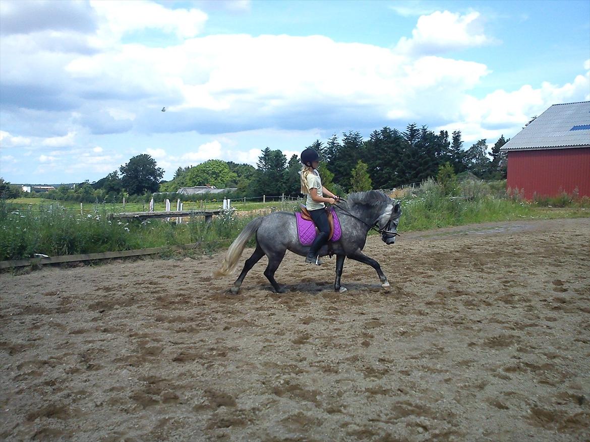 Welsh Pony (sec B) Spinelly (Solgt) - galop på Spinelly ! :D <3 billede 19