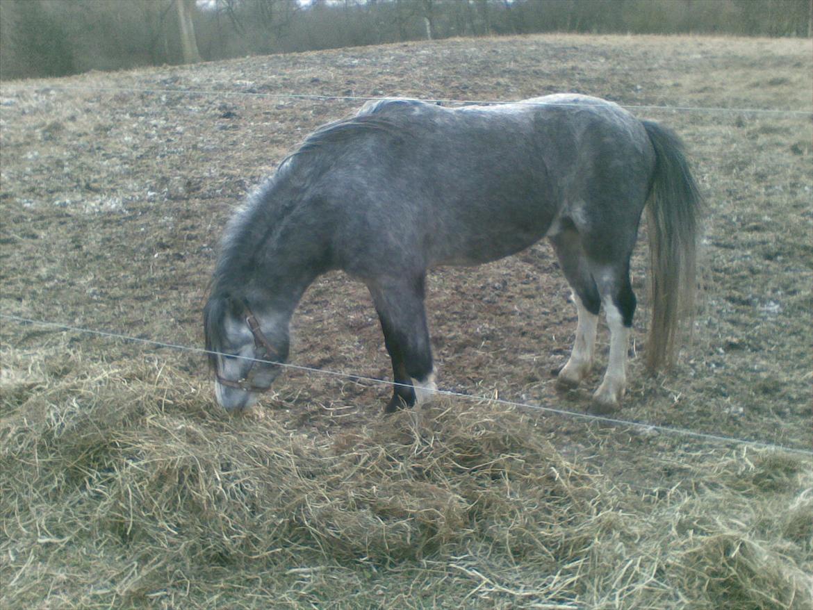 Welsh Mountain (sec A) Flying Arion billede 5