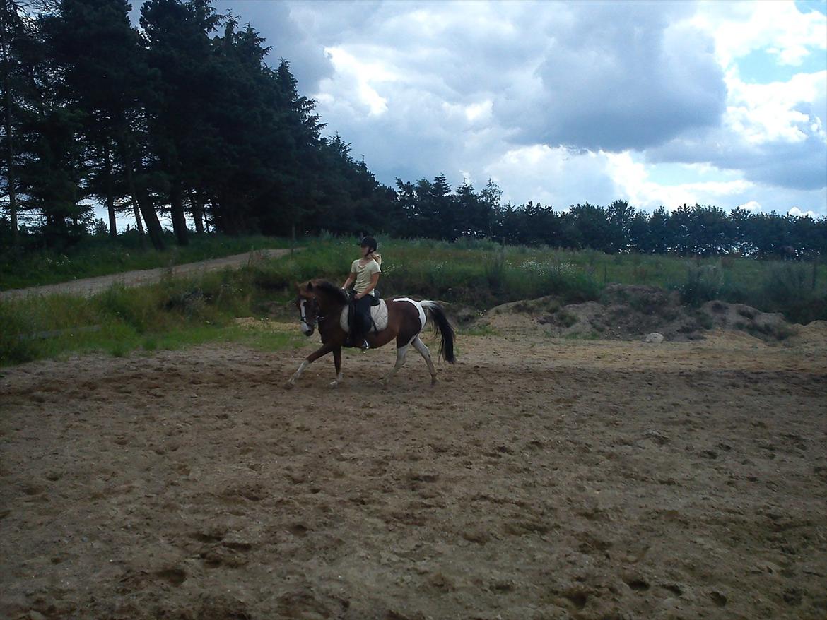 Anden særlig race Chanel - kommunemester 2013 spring - galop på dejlige nelle <3 billede 6