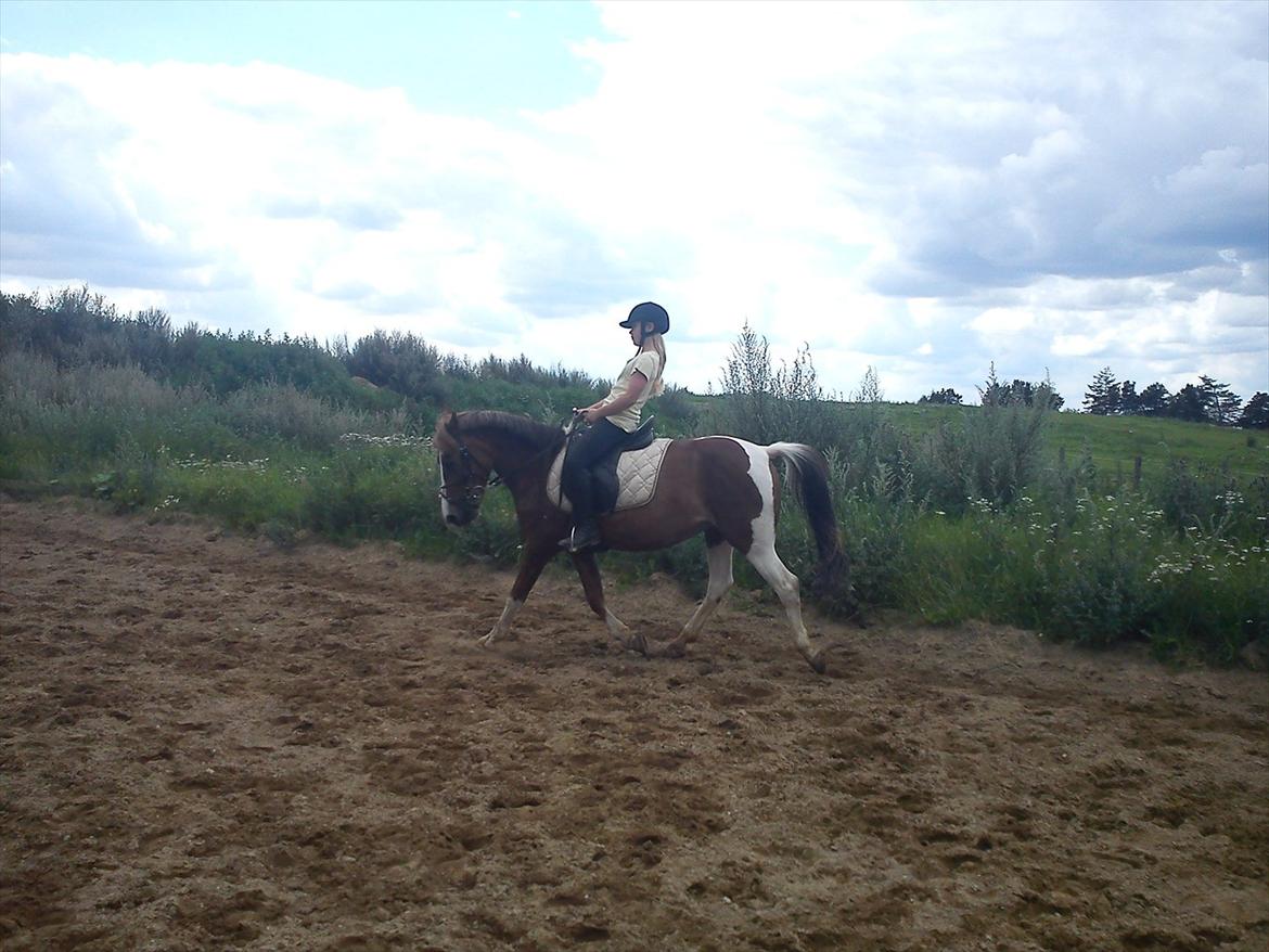 Anden særlig race Chanel - kommunemester 2013 spring - dressur træning på elskede nelle tøsen <3 ! billede 10