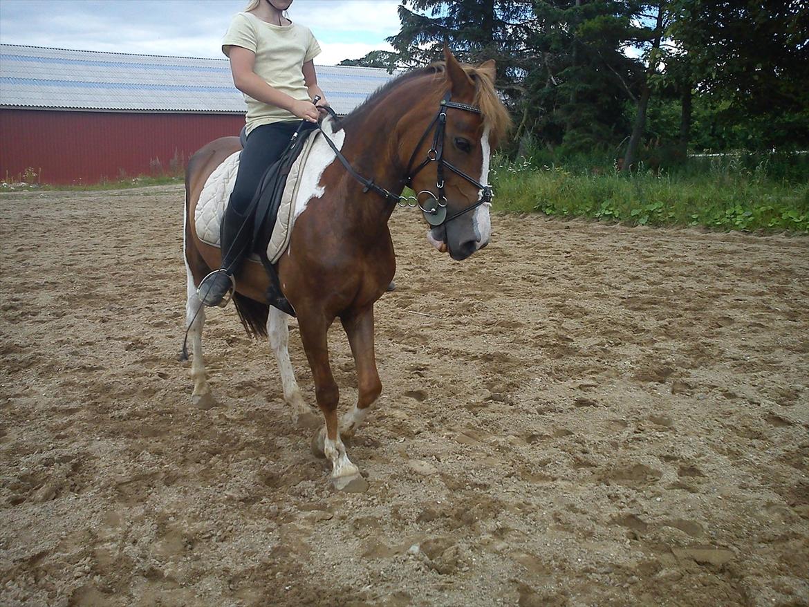 Anden særlig race Chanel - kommunemester 2013 spring - smukke nelle dyr elsker dig <3 !!! :D billede 13