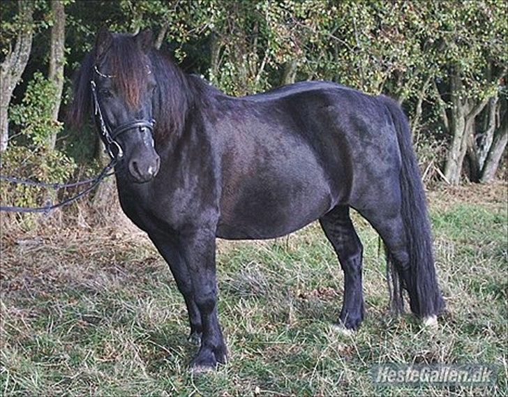 Welsh Cob (sec D) Chalfont Lisanja - LISANJA!!!;* Foto: Don't know!;( billede 6