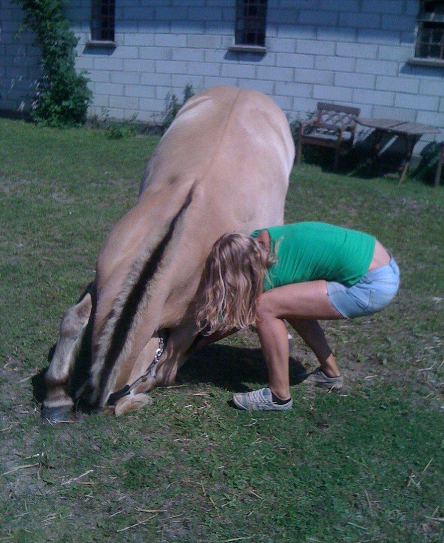 Fjordhest Ebbetorns Fjuri - Fjuri nejer :D (med mig) billede 3