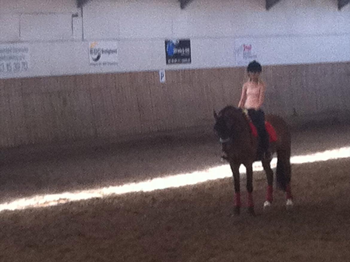 DSP Milan A.M. A-pony billede 7
