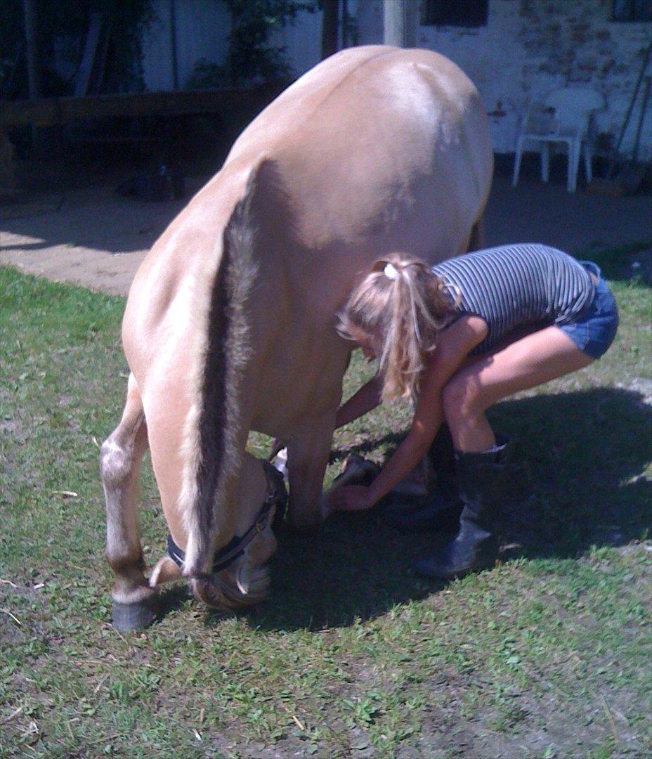 Fjordhest Ebbetorns Fjuri - Fjuri nejer ret mærkeligt :D <3 (med Karo (parten)) billede 6
