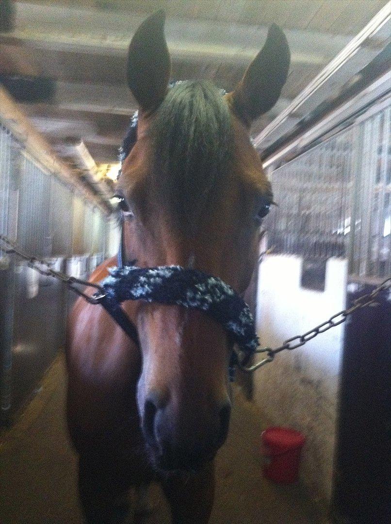 DSP Milan A.M. A-pony - I stalden. billede 2