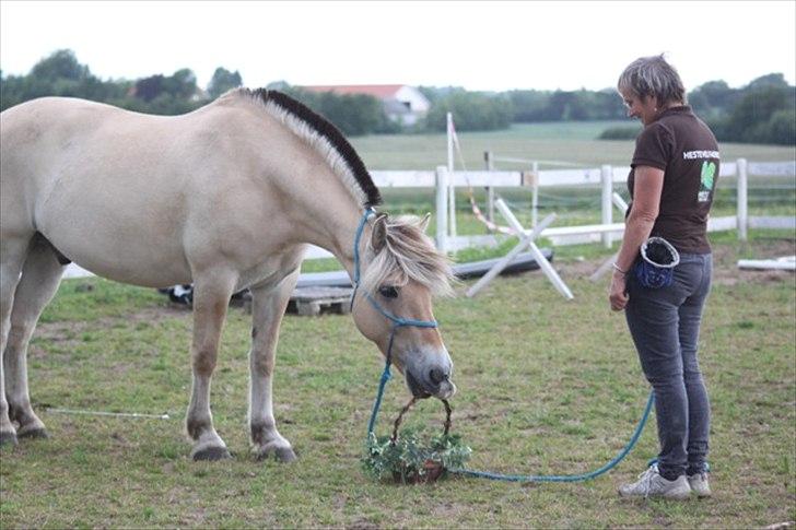 Fjordhest Legolas - Legolas AKA klodsen som model for hestevelfaerd.dk - sammen med hel-part Mona billede 12