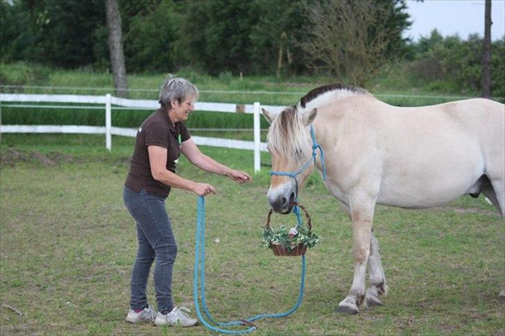 Fjordhest Legolas - Legolas AKA klodsen som model for hestevelfaerd.dk - sammen med hel-part Mona billede 13