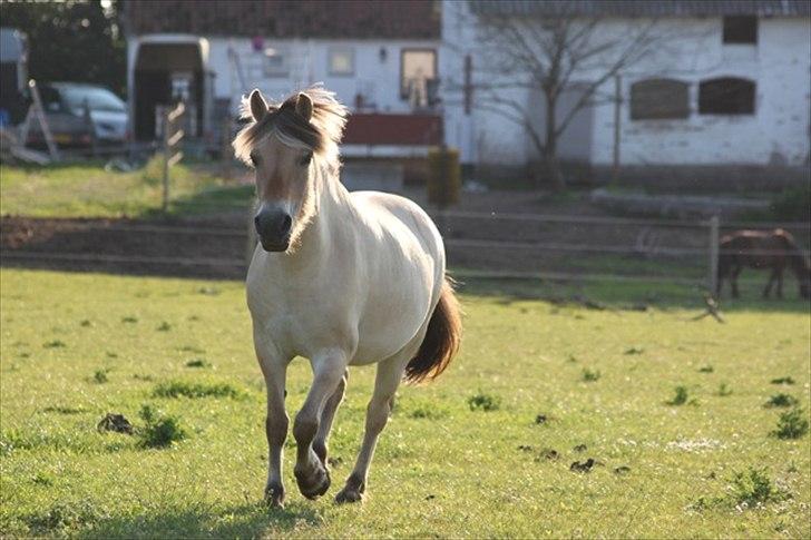 Fjordhest Legolas - Dejlig dreng i fuld fart frem billede 14