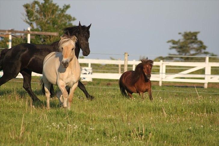 Fjordhest Legolas - Klodsen sammen med sin aller bedste kæreste i hele verden Frieseren Parell billede 16