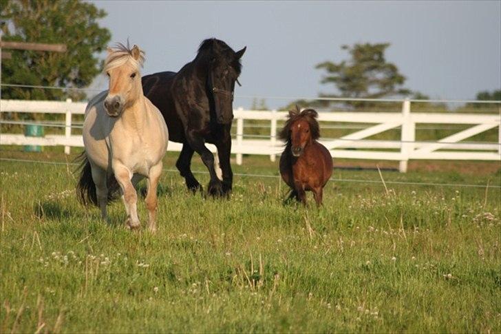 Fjordhest Legolas - Klodsen sammen med sin aller bedste kæreste i hele verden Frieseren Parell billede 17