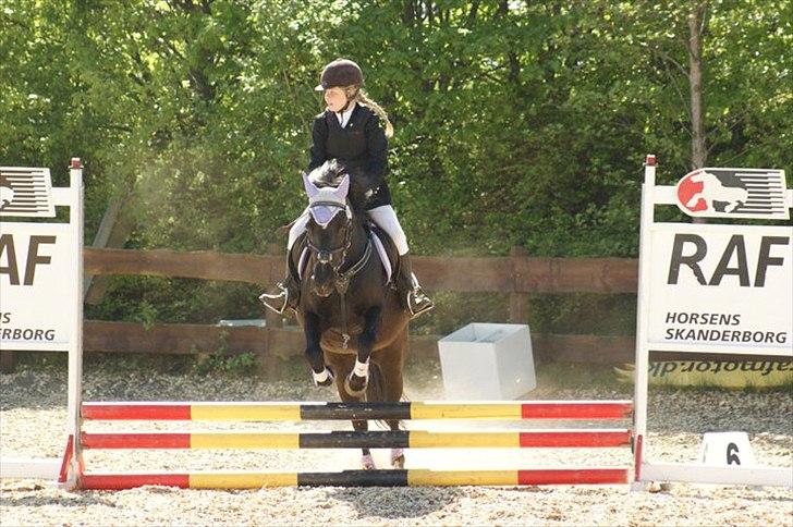 Welsh Cob (sec D) Chalfont Lisanja - Til springstævne!<3 Foto: Tina Bjergaard:D billede 7