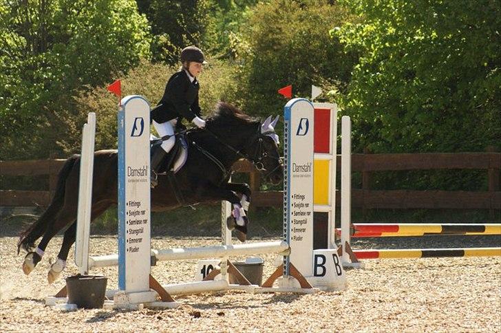 Welsh Cob (sec D) Chalfont Lisanja - Se hvor dygtig 'mit' ponydyr er!!;* Foto:Tina Bjergaard billede 8