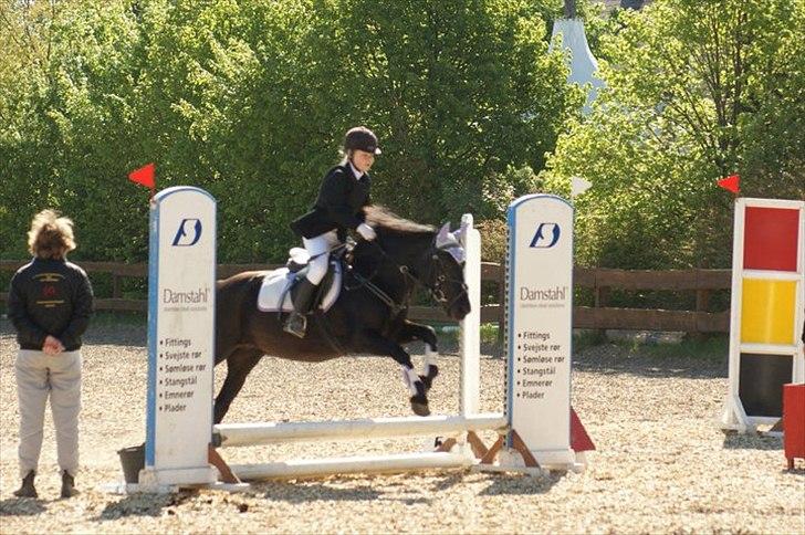 Welsh Cob (sec D) Chalfont Lisanja - JUMP!! Foto: Tina Bjergaard billede 9