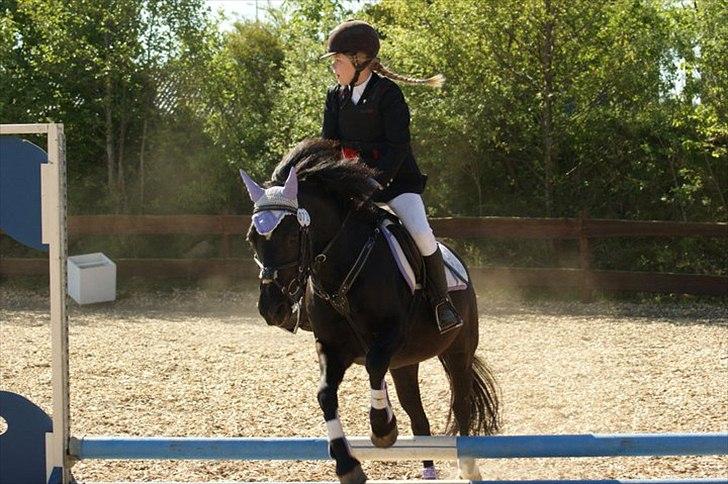 Welsh Cob (sec D) Chalfont Lisanja - Lige til en 2.plads!!<3Foto::Tina Bjergaard billede 10