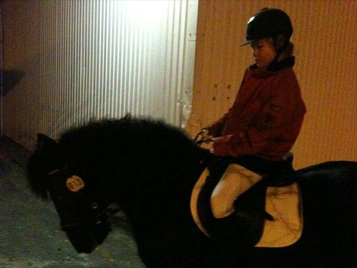 Welsh Cob (sec D) Chalfont Lisanja - Lige inden vi skulle ind på banen!<3 Foto : Moar! billede 11