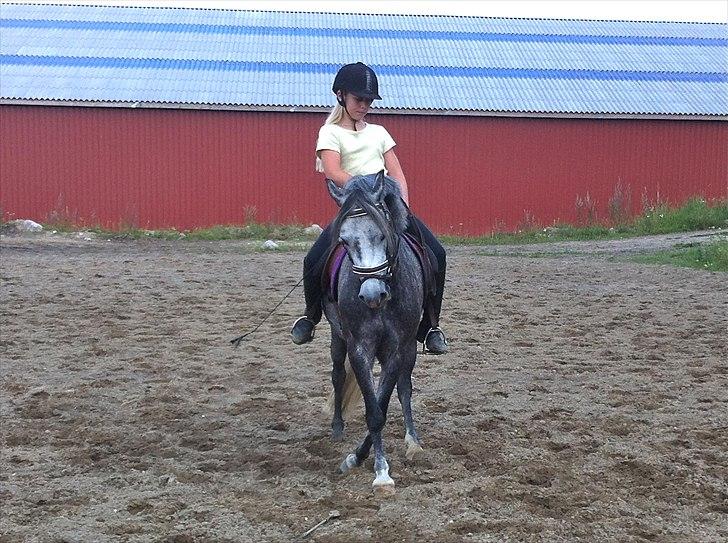 Welsh Pony (sec B) Spinelly (Solgt) - Schenkelvigning på dygtige grisling billede 8