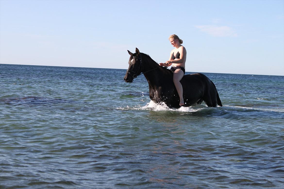 Oldenborg Shery Horsmark - Shery på stranden for første gang<3 billede 8