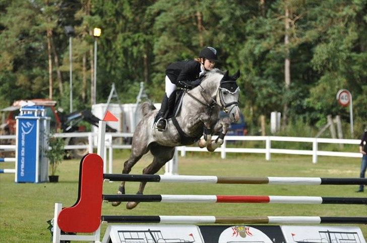 Arabisk fuldblod (OX) Dalí SS - Dellen flyver til jysk rideuge 2011 billede 2