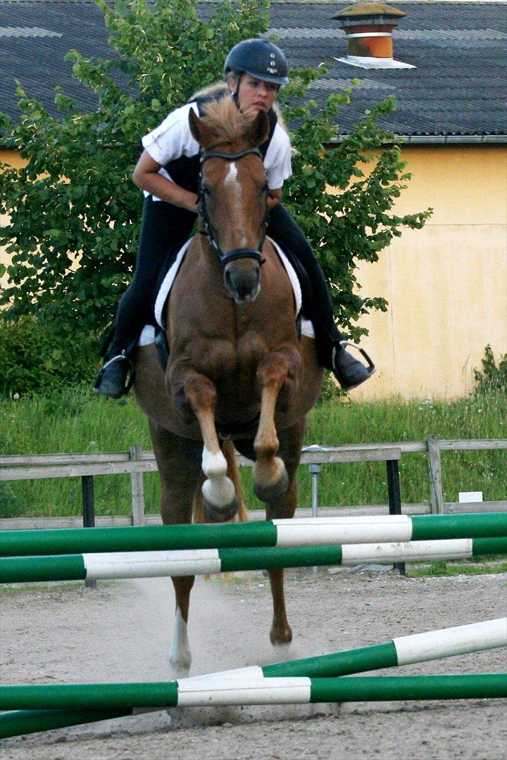 Dansk Varmblod Zelina billede 7