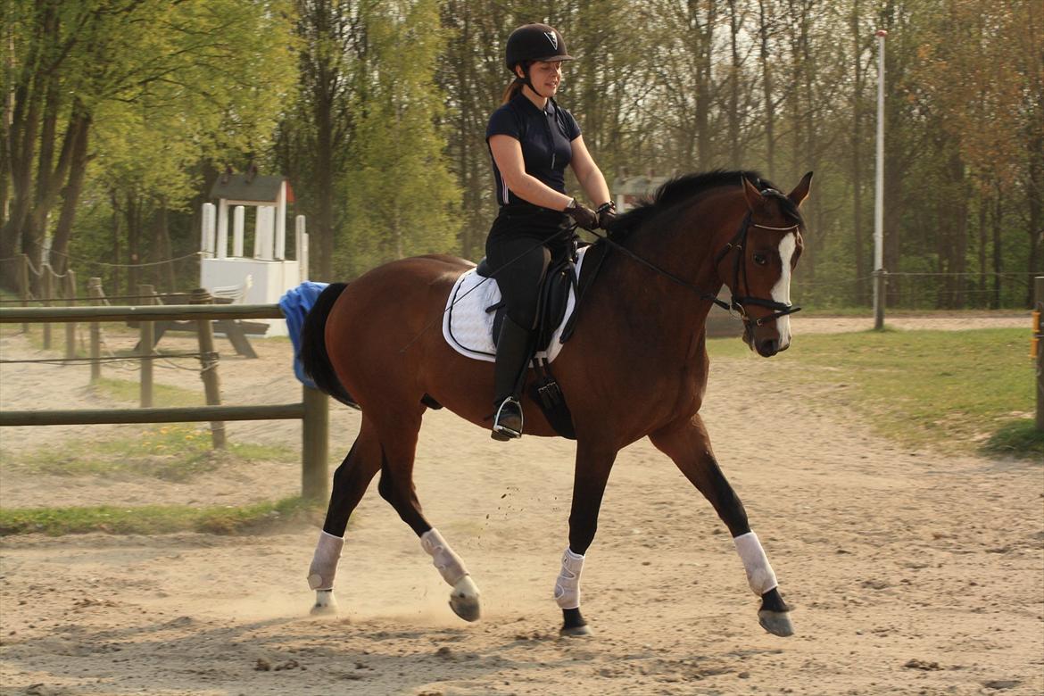 Trakehner Schamir von C billede 2