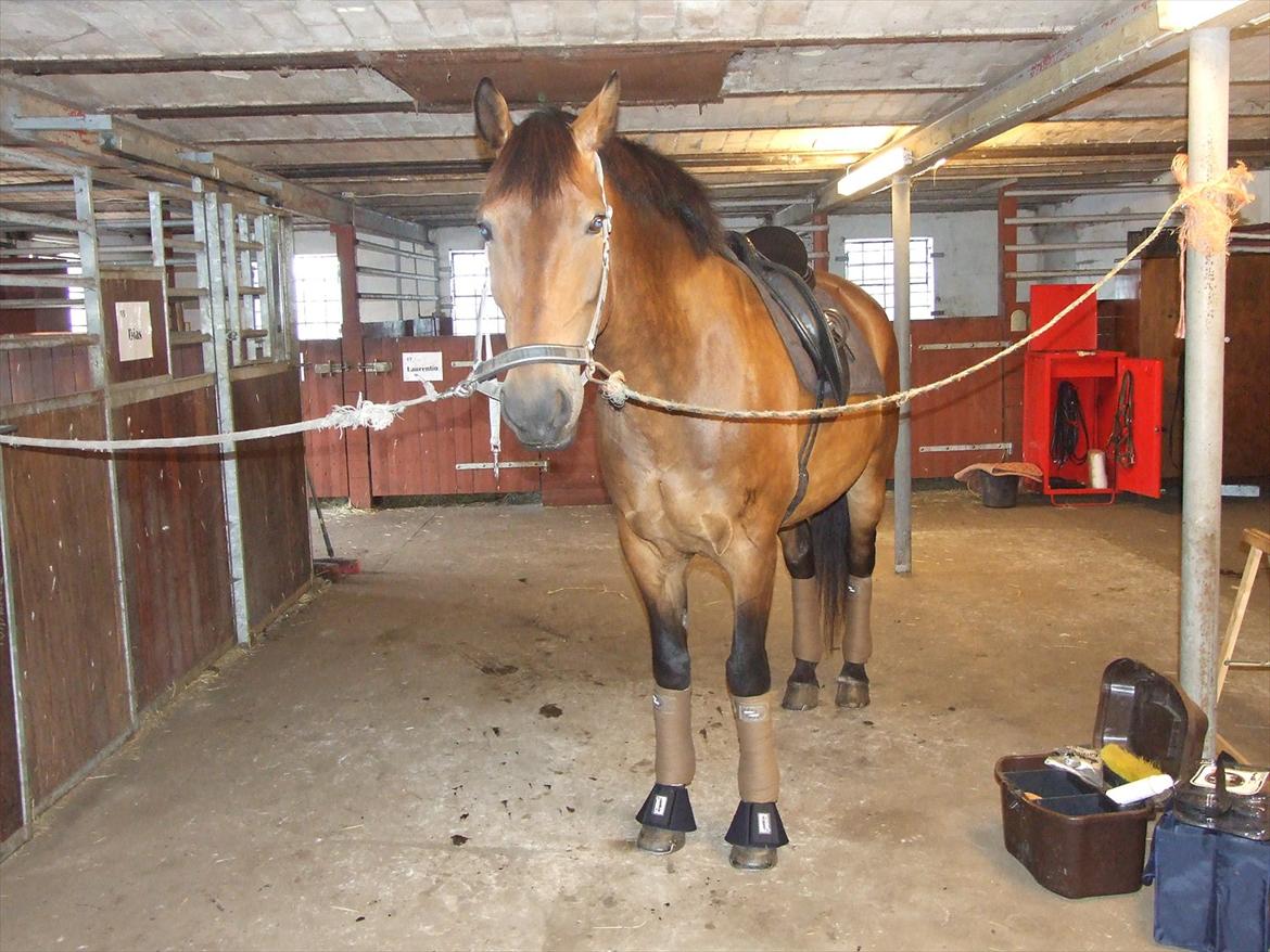 Anden særlig race Patrick  - Patty klar til undervisning :-) billede 3