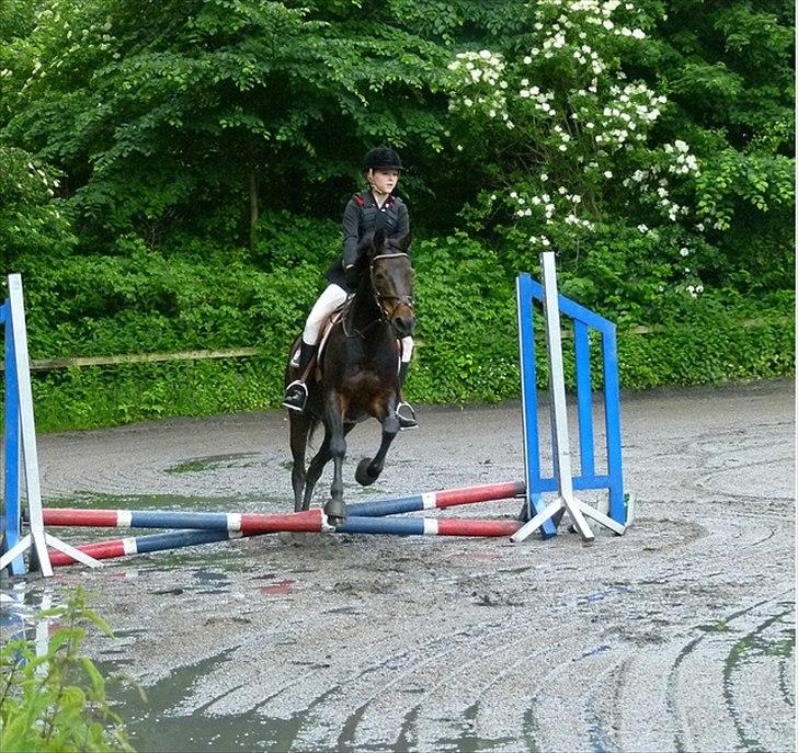 Anden særlig race Chago junior billede 6