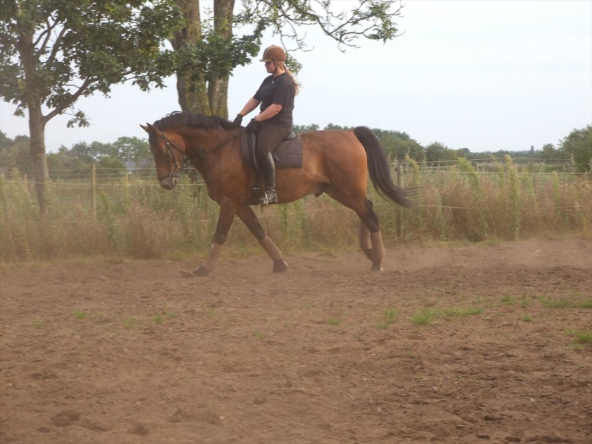 Anden særlig race Patrick  - Undervisning, galop :-) billede 6