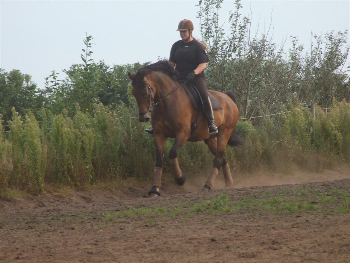 Anden særlig race Patrick  - Undervisning, galop :-) billede 14