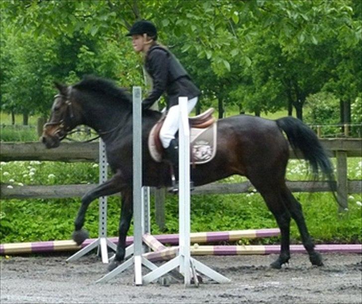 Anden særlig race Chago junior billede 8