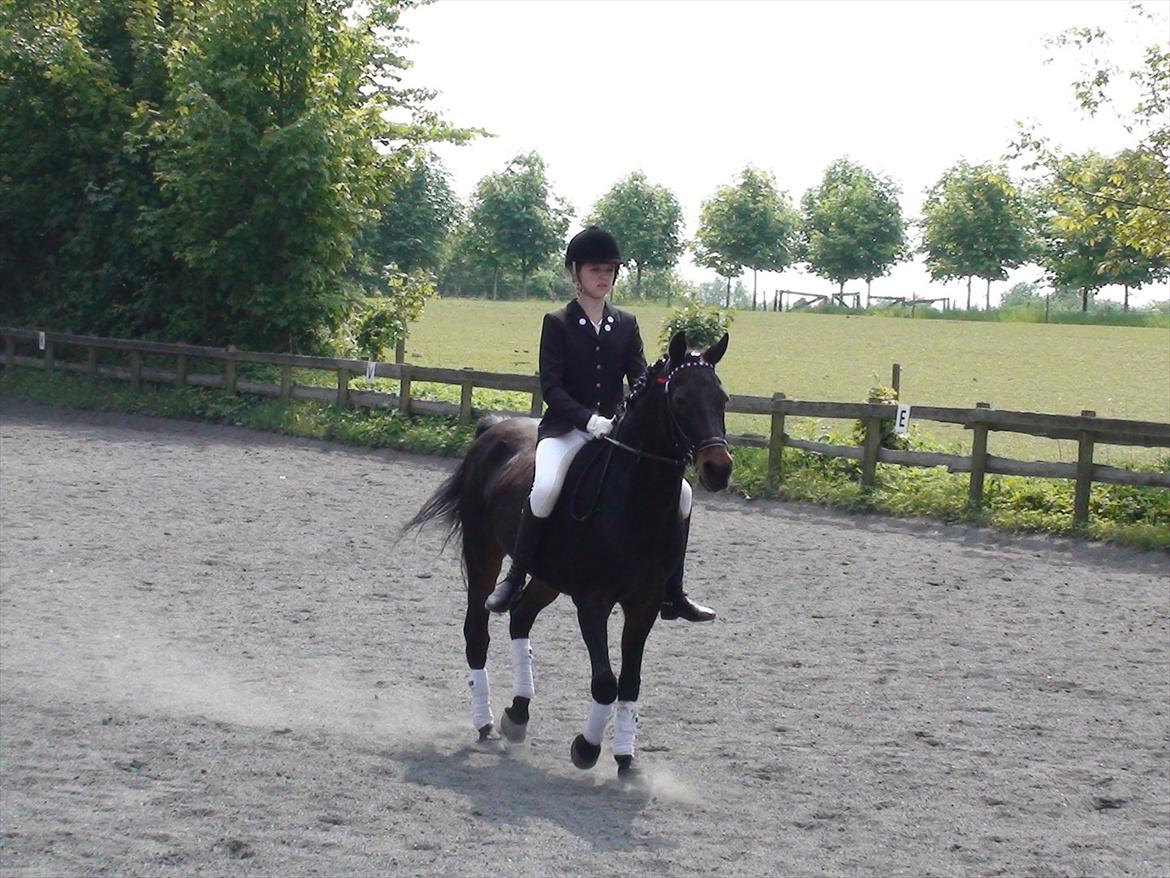 Anden særlig race Chago junior billede 11