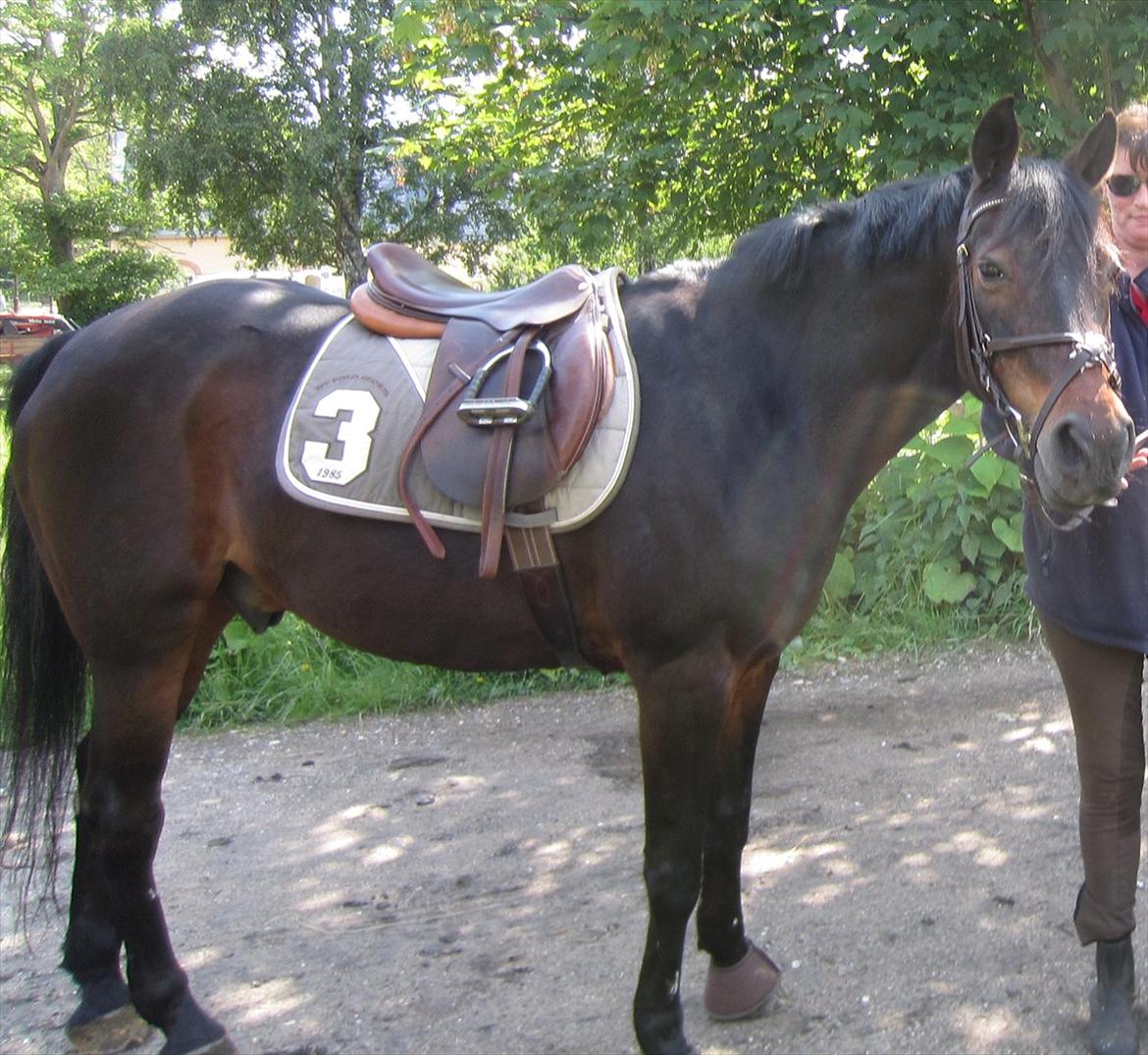 Anden særlig race Chago junior billede 12