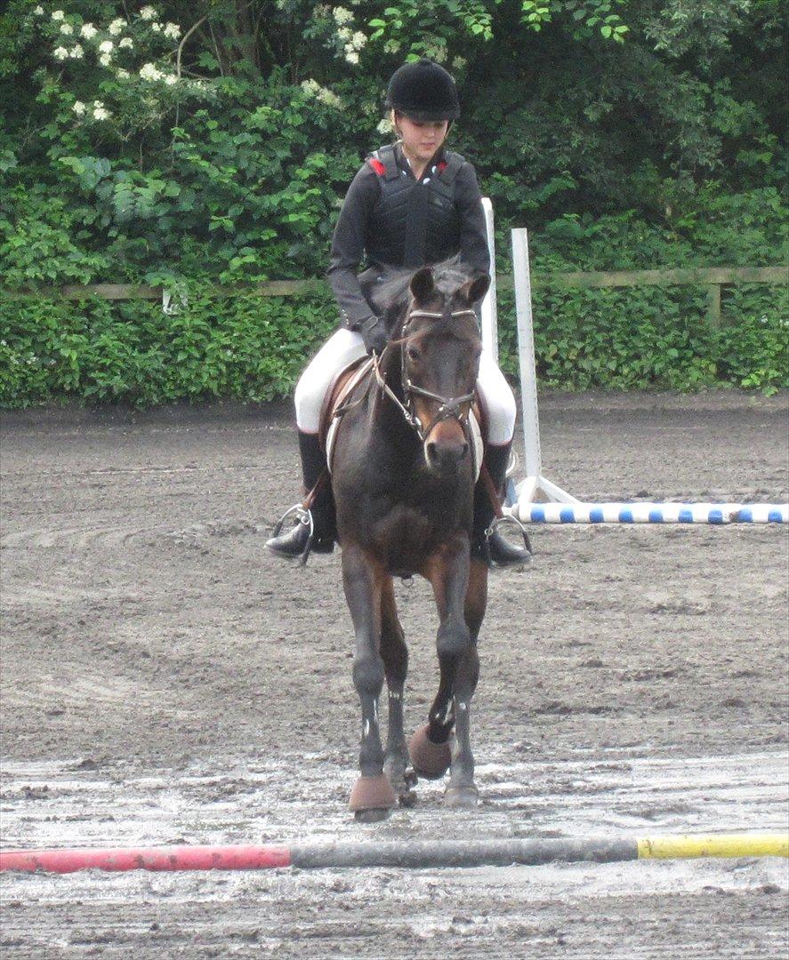 Anden særlig race Chago junior billede 13