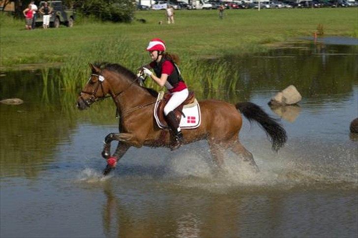 Anden særlig race Cilas Regal A-pony - i vandet til nordic 2011 :) billede 5