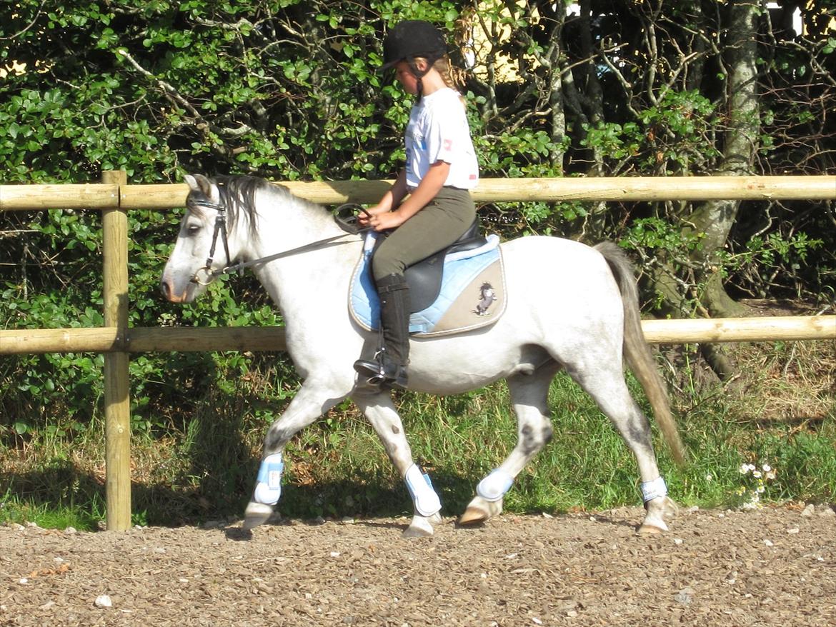 Welsh Mountain (sec A) Gribsvads Nicko billede 1