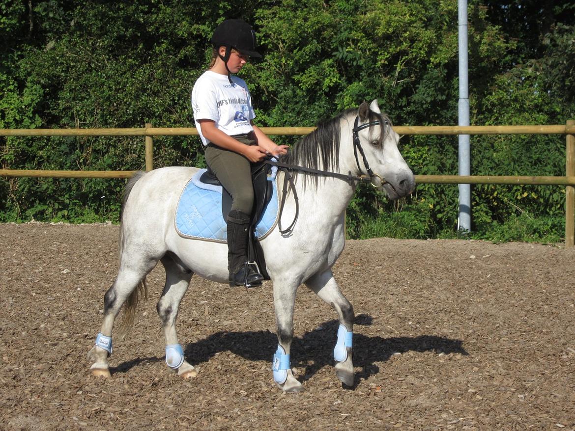 Welsh Mountain (sec A) Gribsvads Nicko billede 2