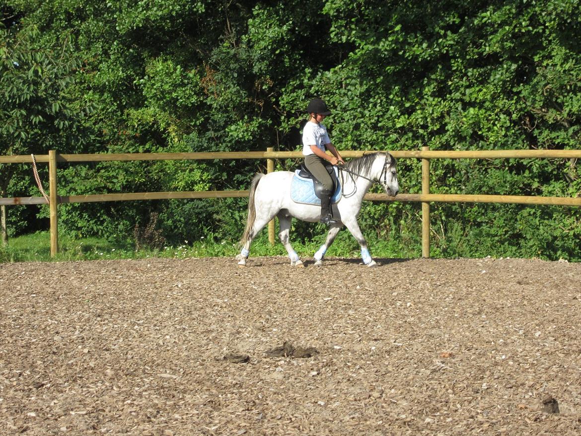 Welsh Mountain (sec A) Gribsvads Nicko billede 3