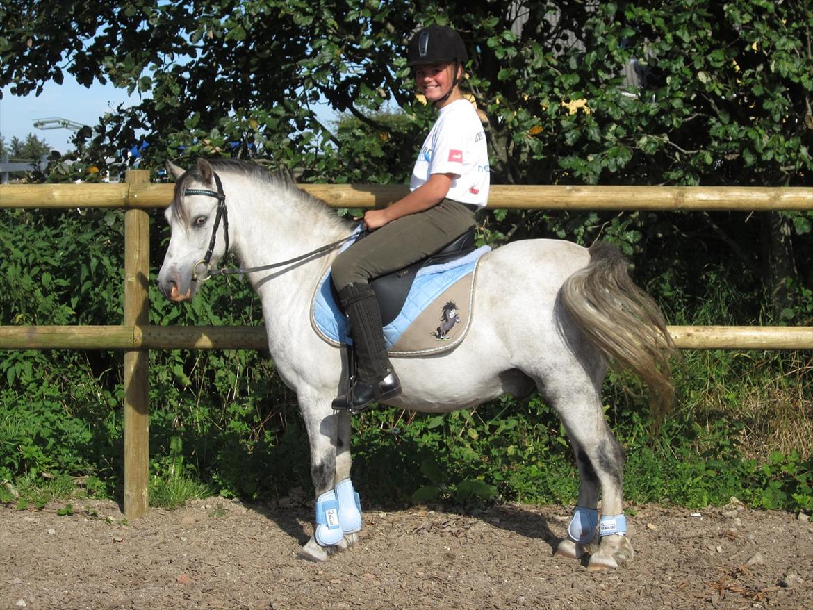 Welsh Mountain (sec A) Gribsvads Nicko billede 4