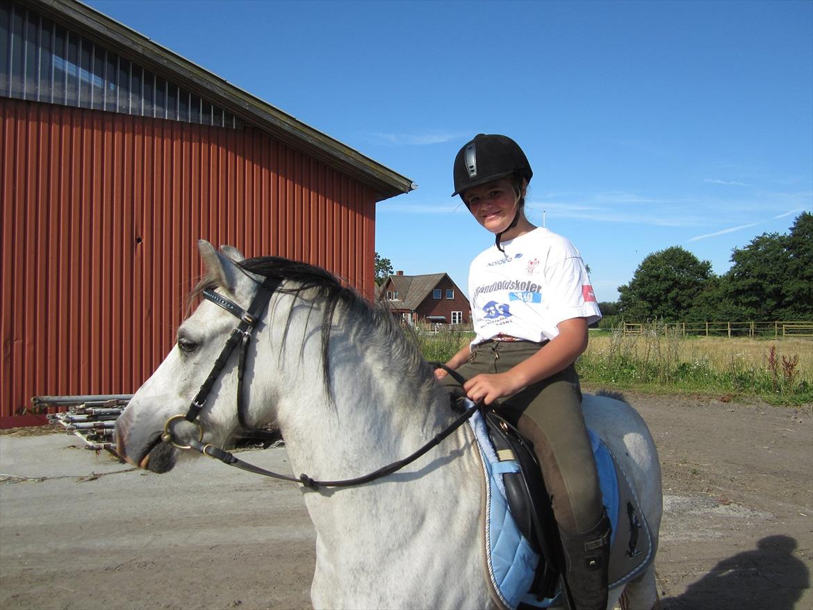 Welsh Mountain (sec A) Gribsvads Nicko billede 5