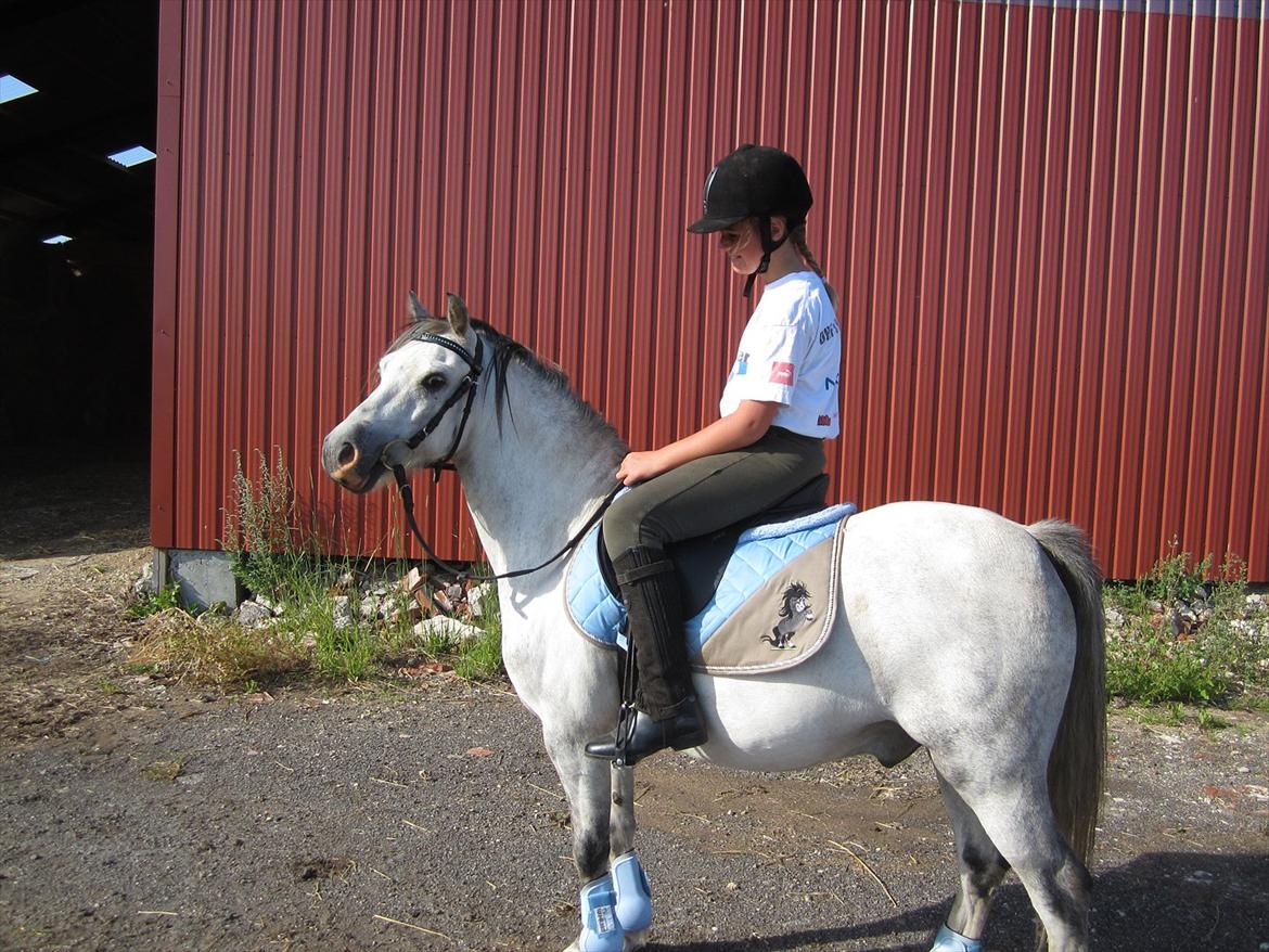 Welsh Mountain (sec A) Gribsvads Nicko billede 6