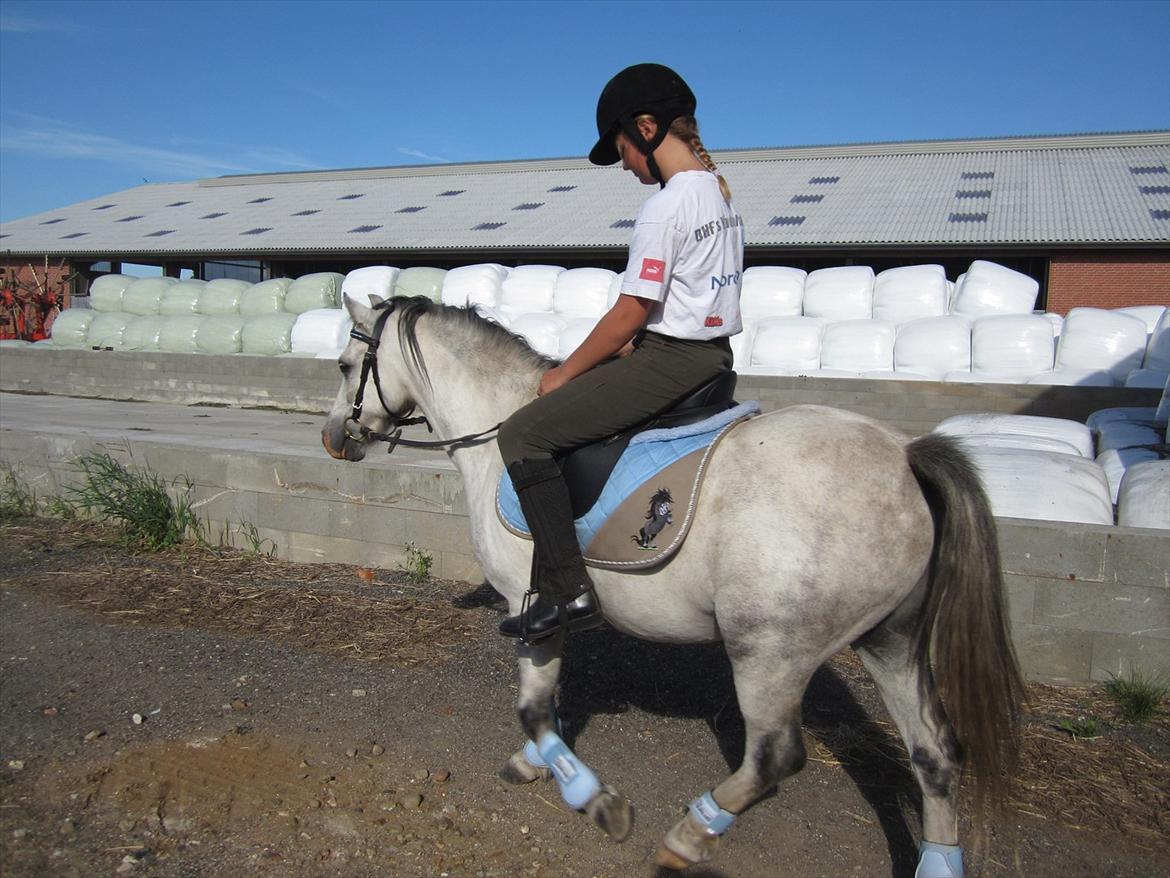 Welsh Mountain (sec A) Gribsvads Nicko billede 8