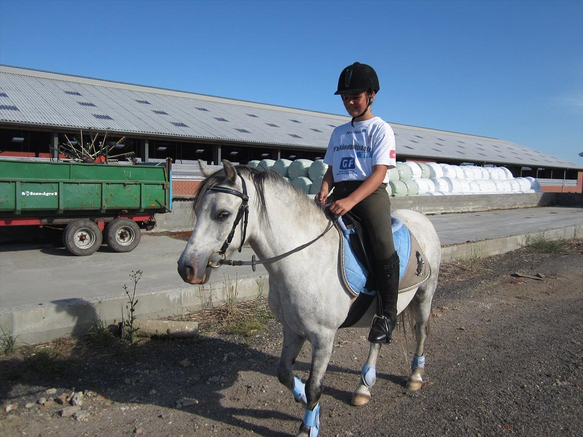 Welsh Mountain (sec A) Gribsvads Nicko billede 10