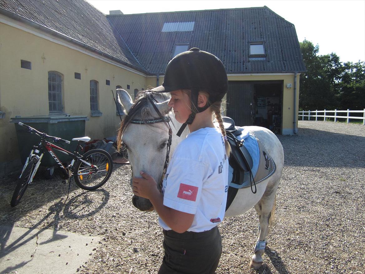 Welsh Mountain (sec A) Gribsvads Nicko billede 11