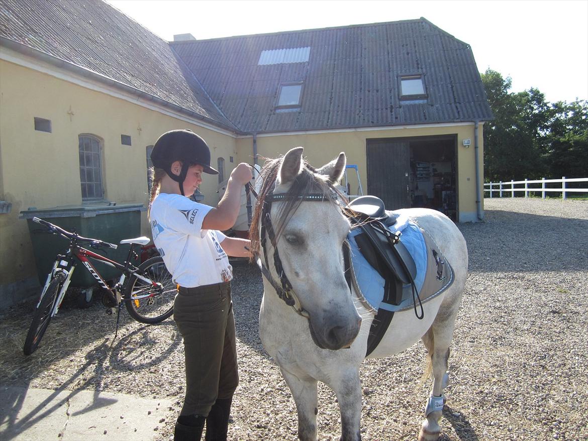 Welsh Mountain (sec A) Gribsvads Nicko billede 13